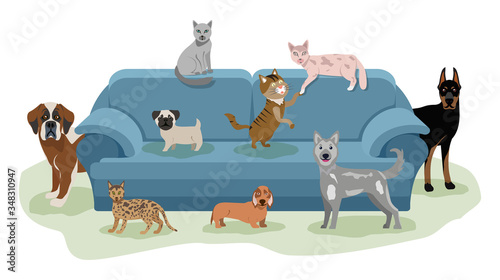 Happy pets relaxing on the sofa. Cats and dogs lie and walk near the couch. Animal friendship