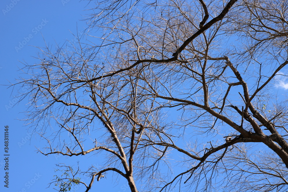 tree branches against blue sky tree branches against blue sky