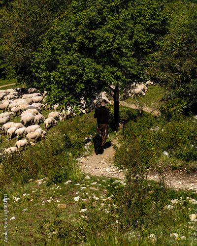 Neumarkt in der Oberpfalz, Bavaria / Germany - May 06, 2020. Flock of sheep in the hills near of Neumarkt in der Oberpfalz.