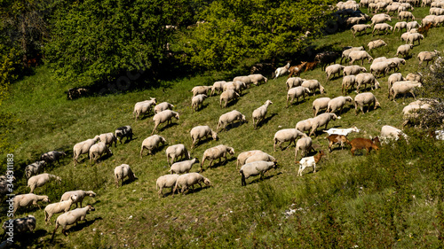 Neumarkt in der Oberpfalz, Bavaria / Germany - May 06, 2020. Flock of sheep in the hills near of Neumarkt in der Oberpfalz.