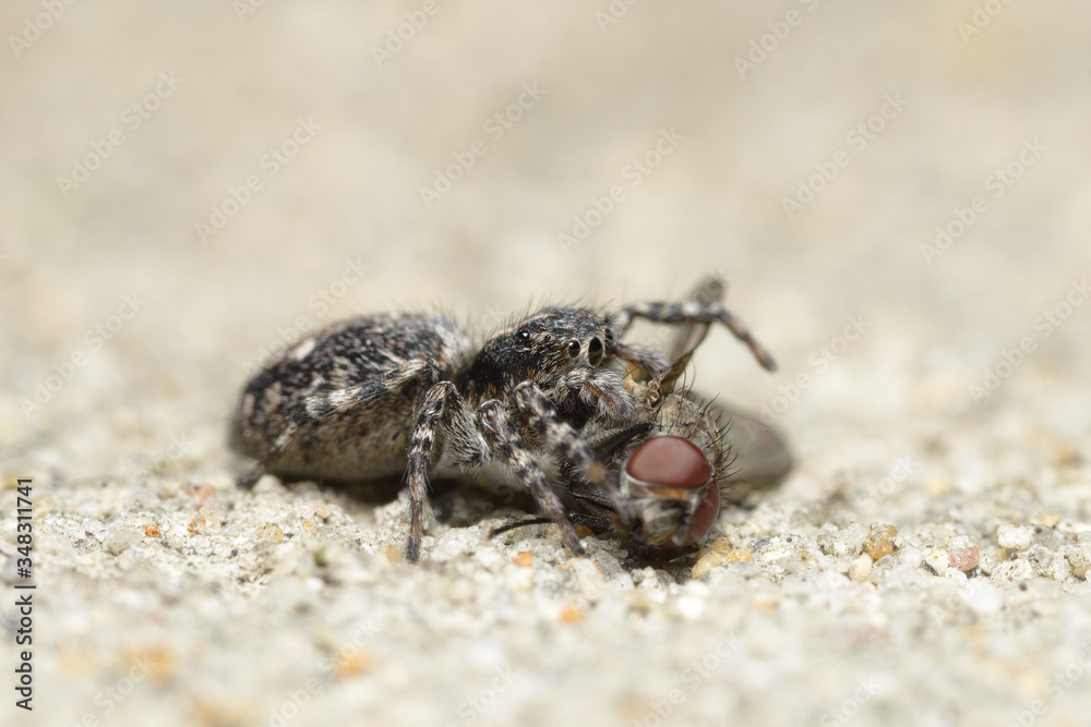 A cute little spider caught a fly. Macro photography of insects, selective focus, copy space