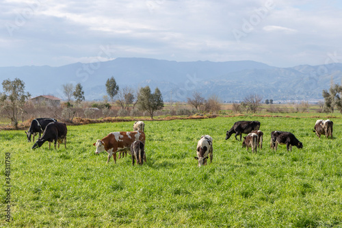 herd of cows grazing