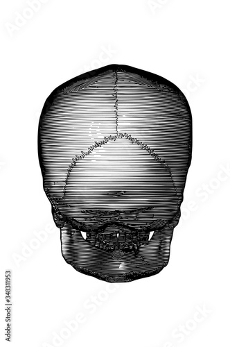 Engraving human skull back view illustration isolated on white BG