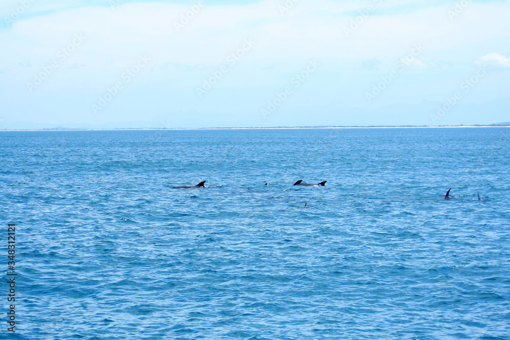 Fototapeta premium Dolphins near the blue sea beach in a tropical Brazilian paradise called Arraial do Cabo