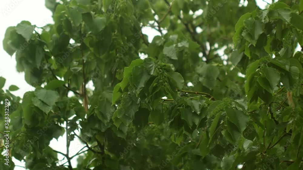 Close-up linden branch on a rainy day. Drops drip onto green leaves and flow down Close-up linden branch on a rainy day. Drops drip onto green leaves and flow down