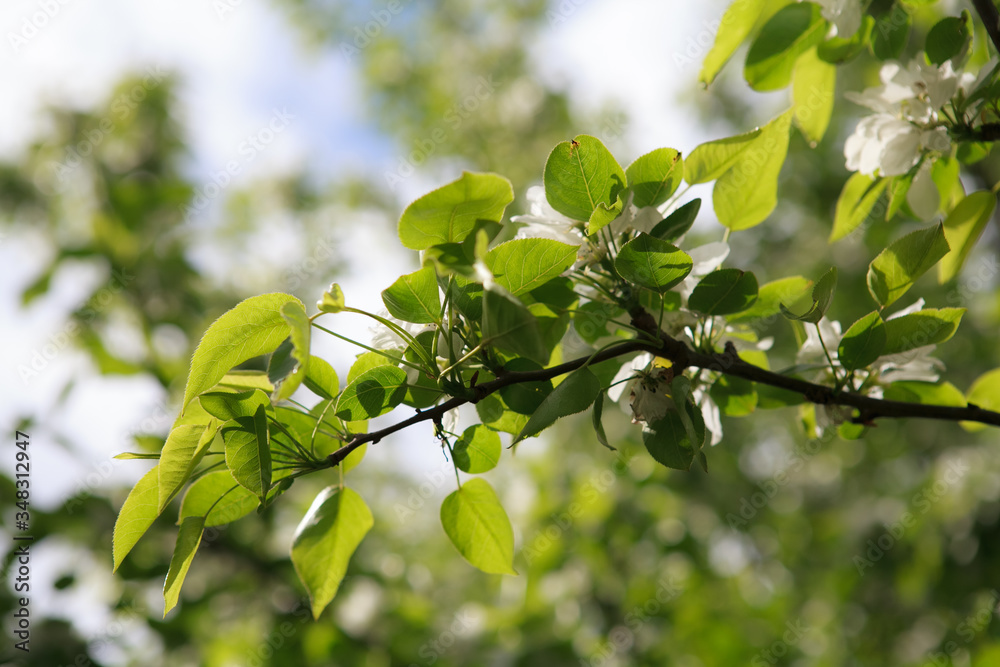 цветущая вишня,blooming cherry,