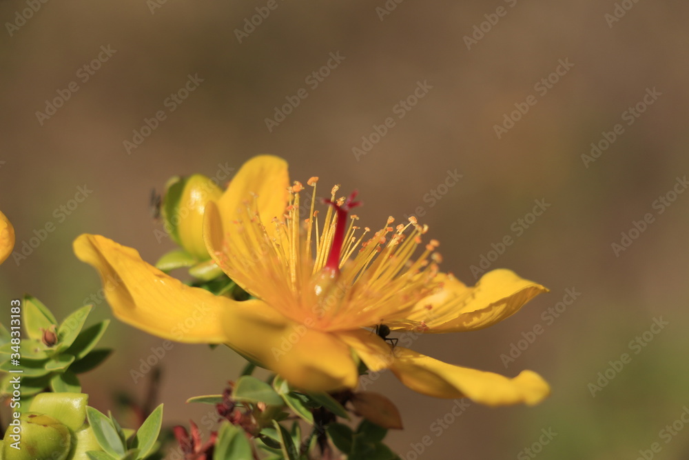 Blüte Blüte