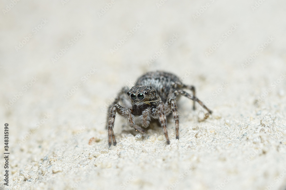 A cute little spider with round big eyes sits and looks into the camera lens. A cute little spider with round big eyes sits and looks into the camera lens.