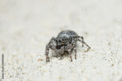 A cute little spider with round big eyes sits and looks into the camera lens.