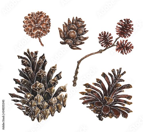 Set of pine and larch cones with branch watercolor vector illustrations. Hand drawn realistic coniferous elements isolated on white background