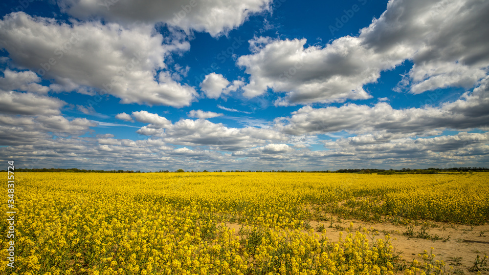 ein blühendes Rapsfeld vor bewölktem blauem Himmel 