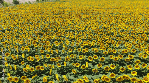 Aerial view sunflower field in summer