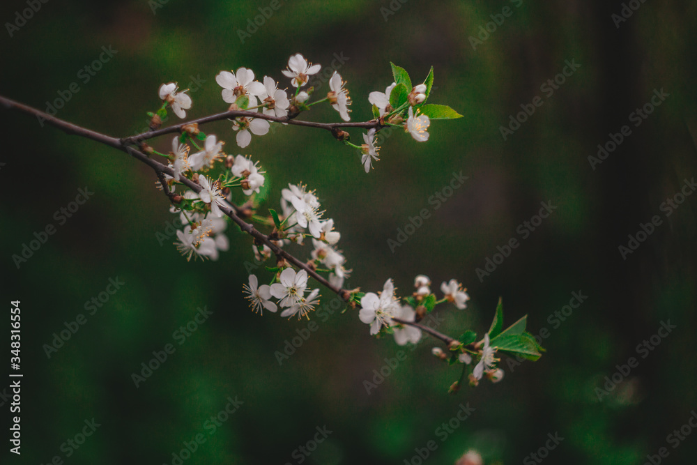 in spring, cherry blossoms, plum blossoms in spring, cherry blossoms, plum blossoms