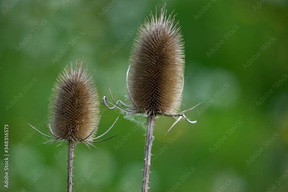 Dry thistle plant during lack of water during the dry season. Dry thistle plant during lack of water during the dry season.