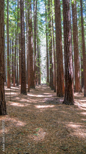 redwood trees in melbourne in forest on sunny day