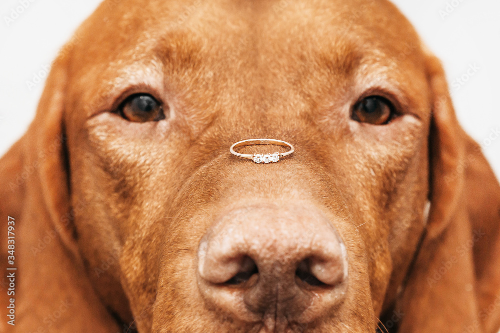 wedding ring on the nose of the dog marriage proposal wedding ring on the nose of the dog marriage proposal