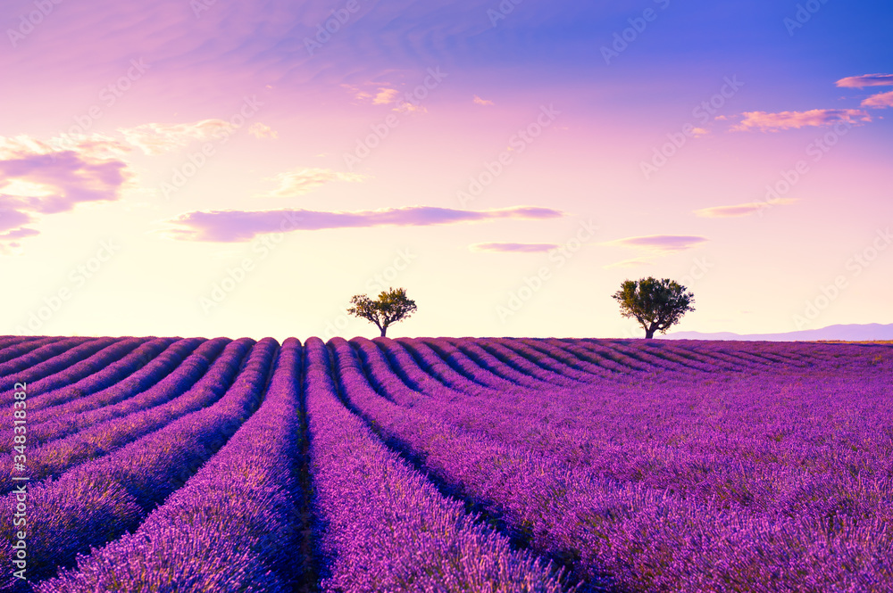 Lavender fields near Valensole, Provence, France. Beautiful summer landscape at sunset. Blooming lavender flowers