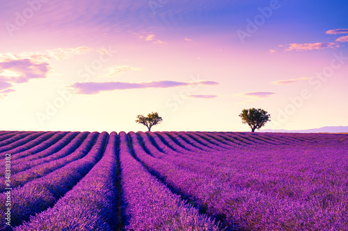 Lavender fields near Valensole, Provence, France. Beautiful summer landscape at sunset. Blooming lavender flowers © smallredgirl