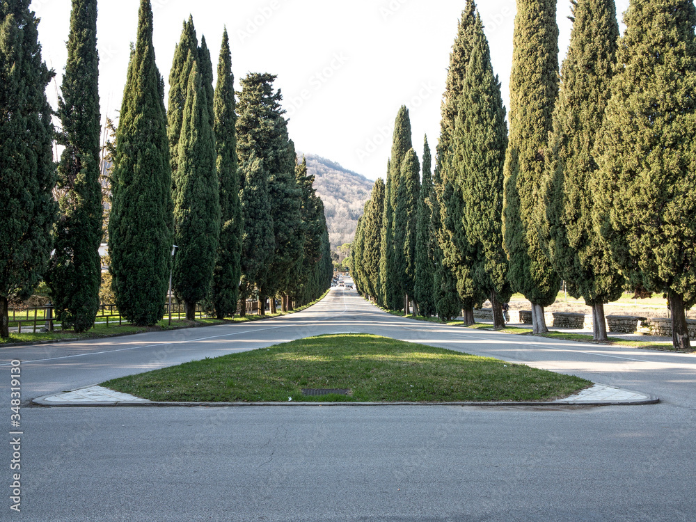 City boulevard with cypresses and crossroad