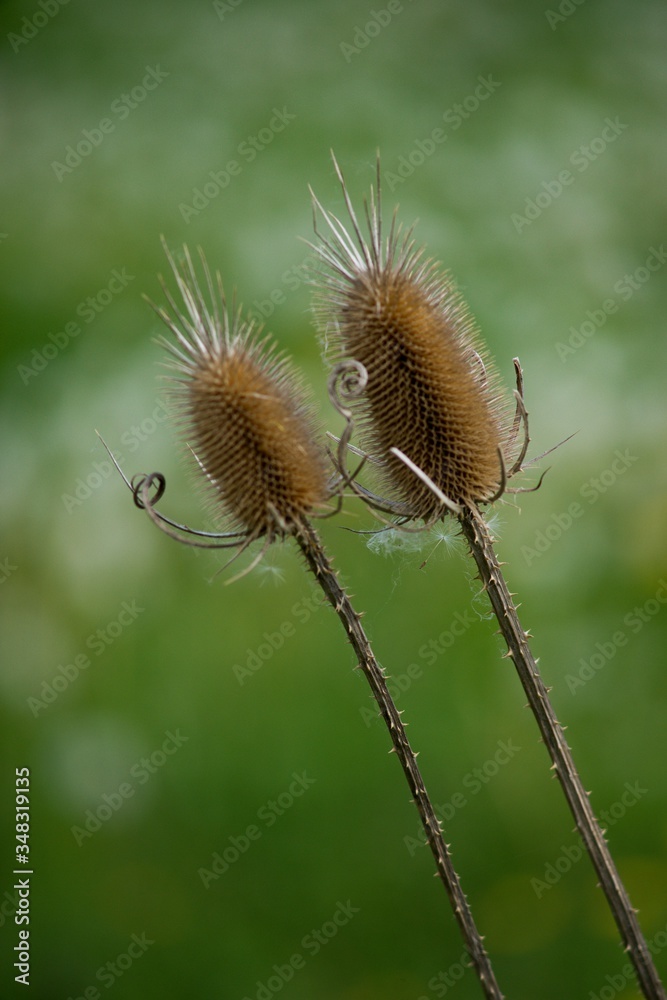 Dry thistle plant during lack of water during the dry season. Dry thistle plant during lack of water during the dry season.