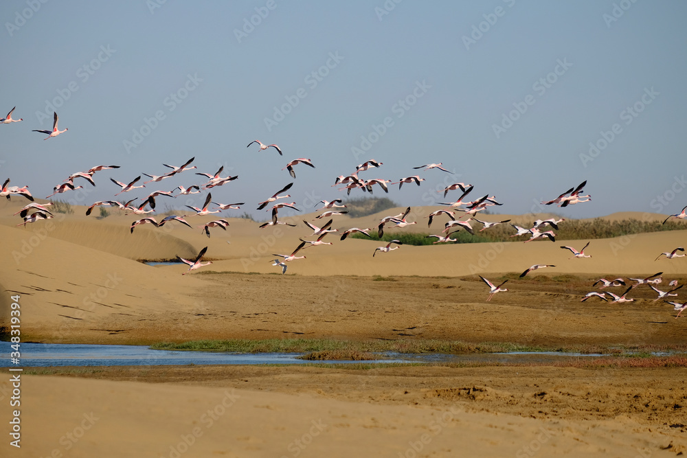 Flamingos flying over dunes