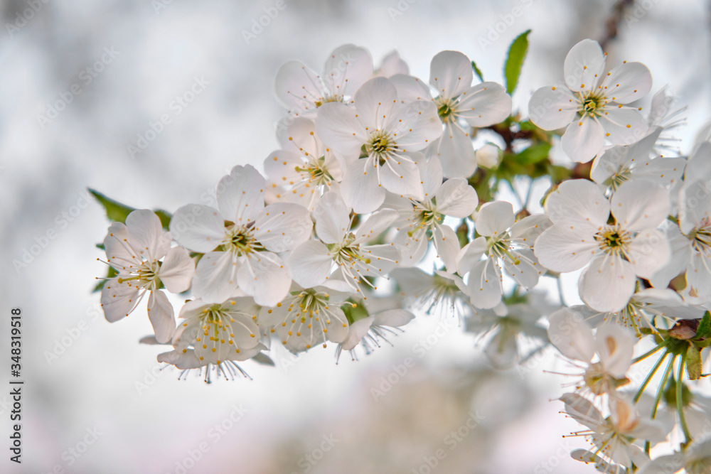 White buds of spring flowers blossoming cherry flowers on a branch, on a white blurred background