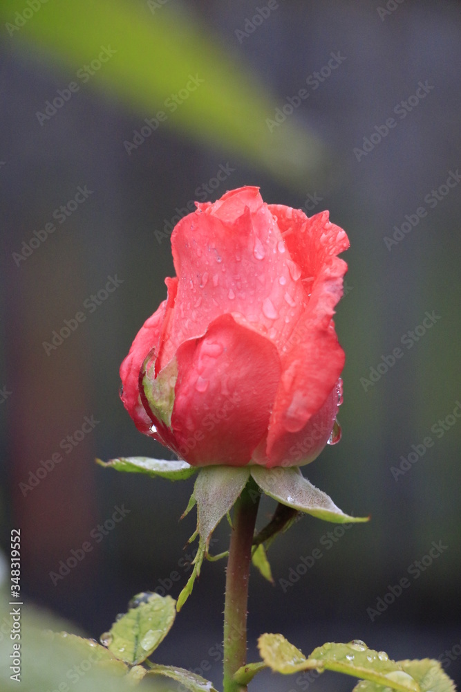 Obraz premium Rose