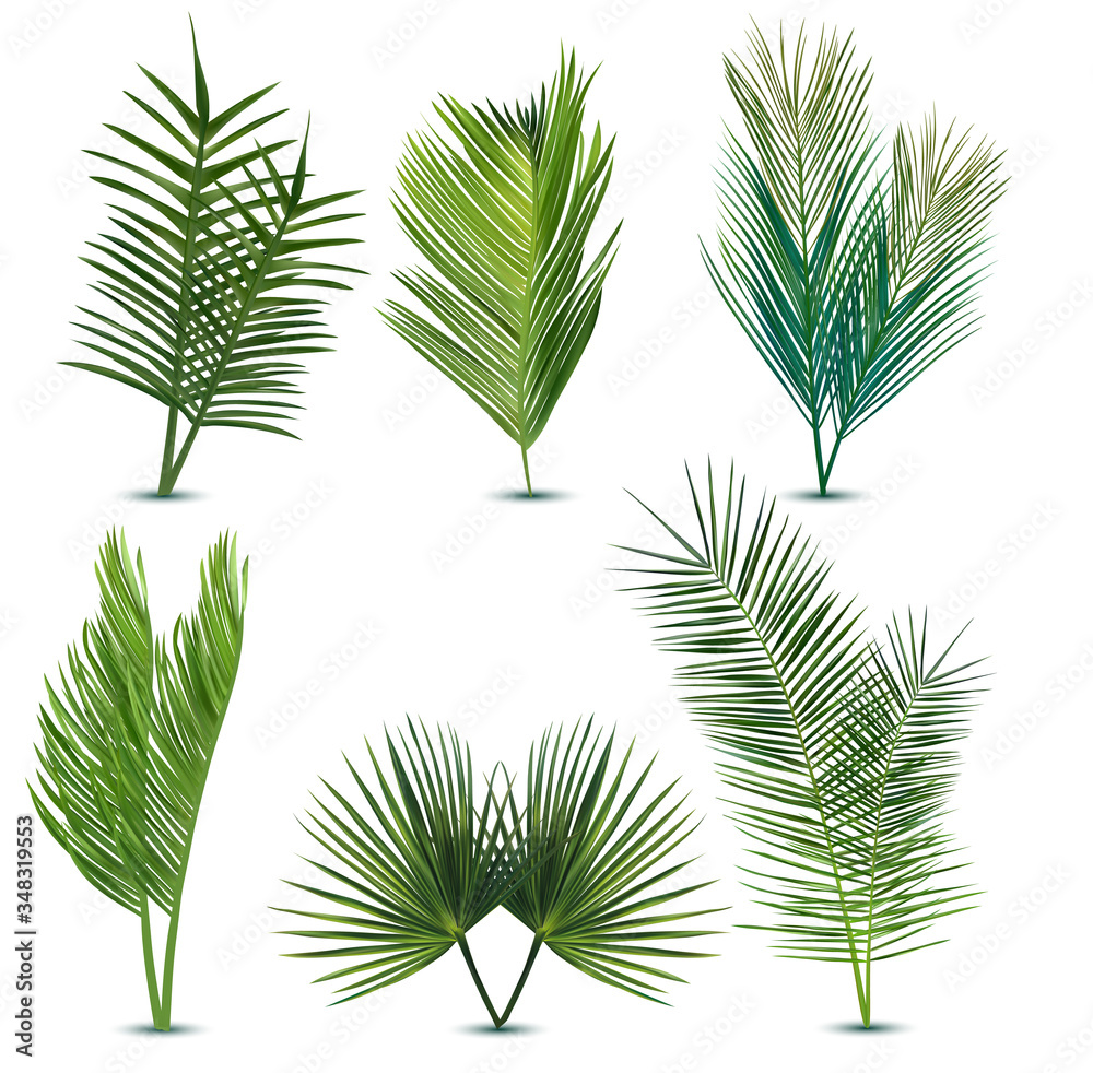 Big collection tropical exotic palm leaf. Different tropical palm leaves on white background. Summer leaf. Icon set. 3d illustration.