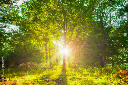 Sun shining behind tree in beautiful green golden forest.