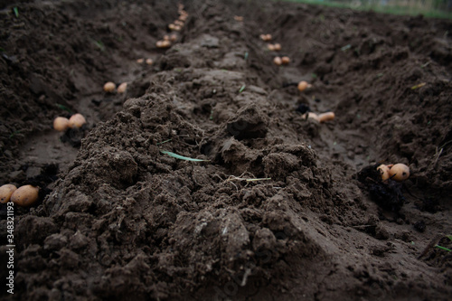 Potatoes in a dug pit for planting. Traditional spring farm work. Close-up.