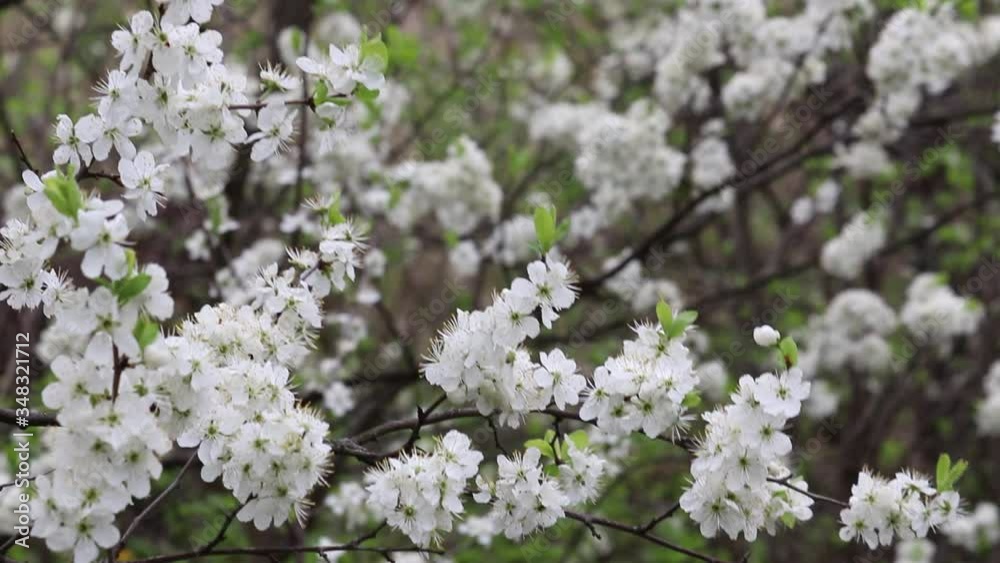 Cherry blossom in spring garden. White flowers on a branch in the wind Cherry blossom in spring garden. White flowers on a branch in the wind
