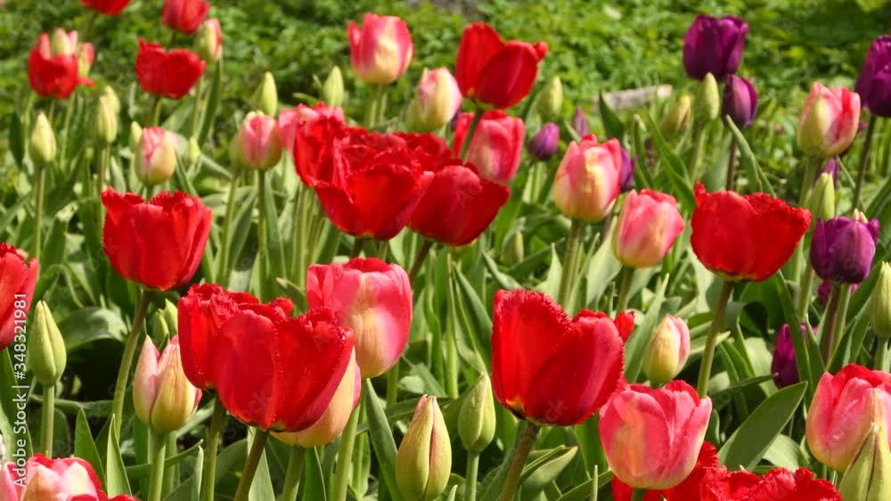 Flying bee andred tulips. Red blossoming tulips in the early spring in the garden. Flying bee andred tulips. Red blossoming tulips in the early spring in the garden.