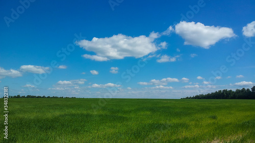 Green field with young shoots against the blue sky.