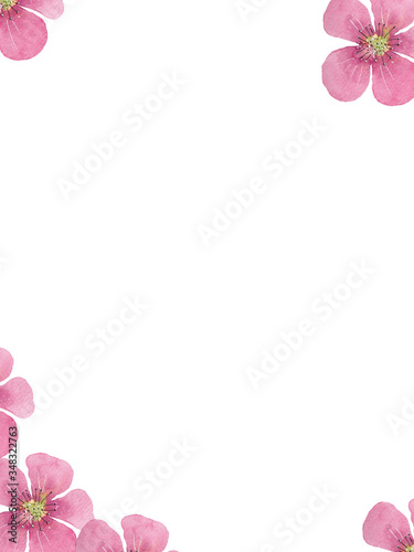 Frame of watercolor pink flowers on a white background. Use for weddings, invitations, birthdays © Irina Anis