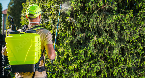 фотографія Caucasian Male Worker Spraying  Insecticide On Pine Tree.
