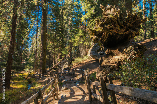 Hiking Trail In Sequoia National Park.