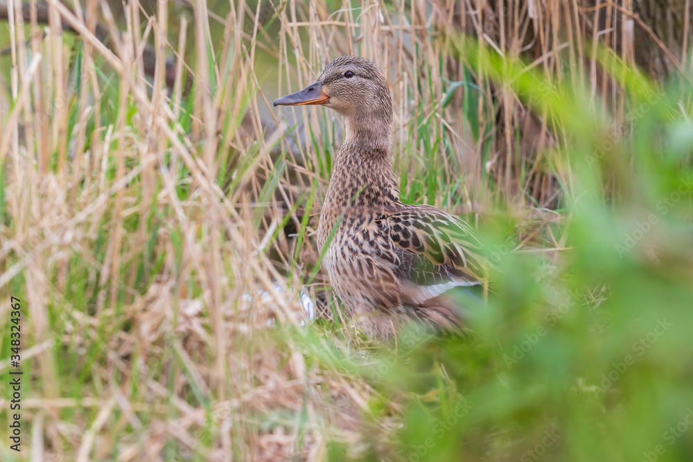 Wild duck with its little ducklings Wild duck with its little ducklings