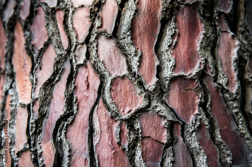 Beautiful high quality brown pine bark texture 