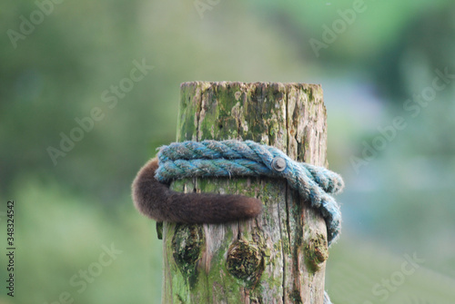 Monkey tail and rope winding round worn wooden post © zworg2