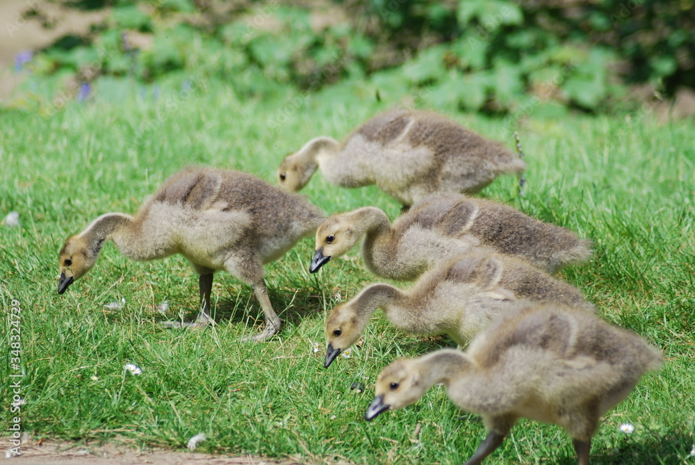 ducklings in a row. one duckling not in a row, on the grass on a sunny day ducklings in a row. one duckling not in a row, on the grass on a sunny day