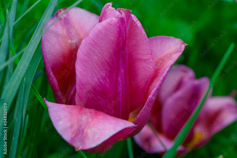 Purple Tulip on a green background Purple Tulip on a green background