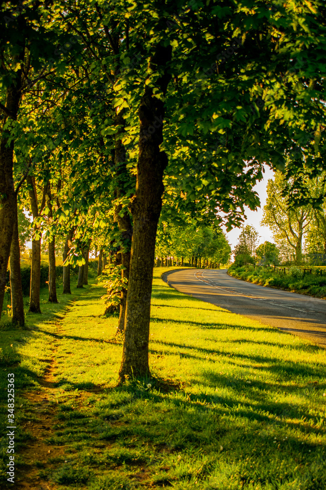 Chestnut trees by the street, green alley with medium size trees casting shadows, golden hour by the park, empty street