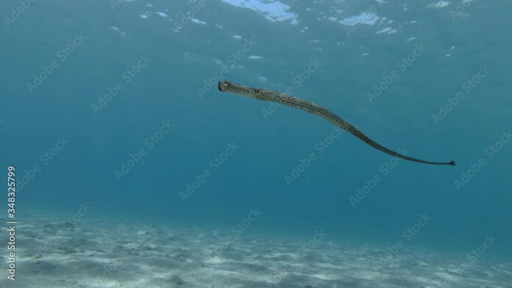 Pipefish slowly swim above sandy bottom in the blue water in sunlight. Broadnosed Pipefish, Snouted Pipefish or High-snouted Pipefish (Syngnathus typhle) Underwater shot. Mediterranean Sea, Europe. Pipefish slowly swim above sandy bottom in the blue water in sunlight. Broadnosed Pipefish, Snouted Pipefish or High-snouted Pipefish (Syngnathus typhle) Underwater shot. Mediterranean Sea, Europe.