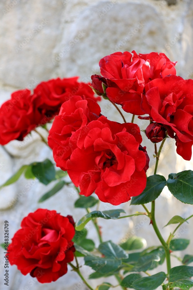 Fototapeta premium Rosen