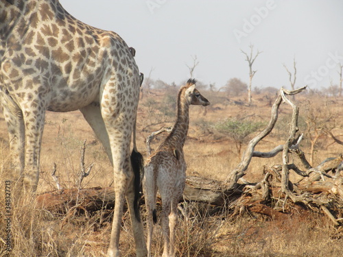 Photography Baby Giraffe