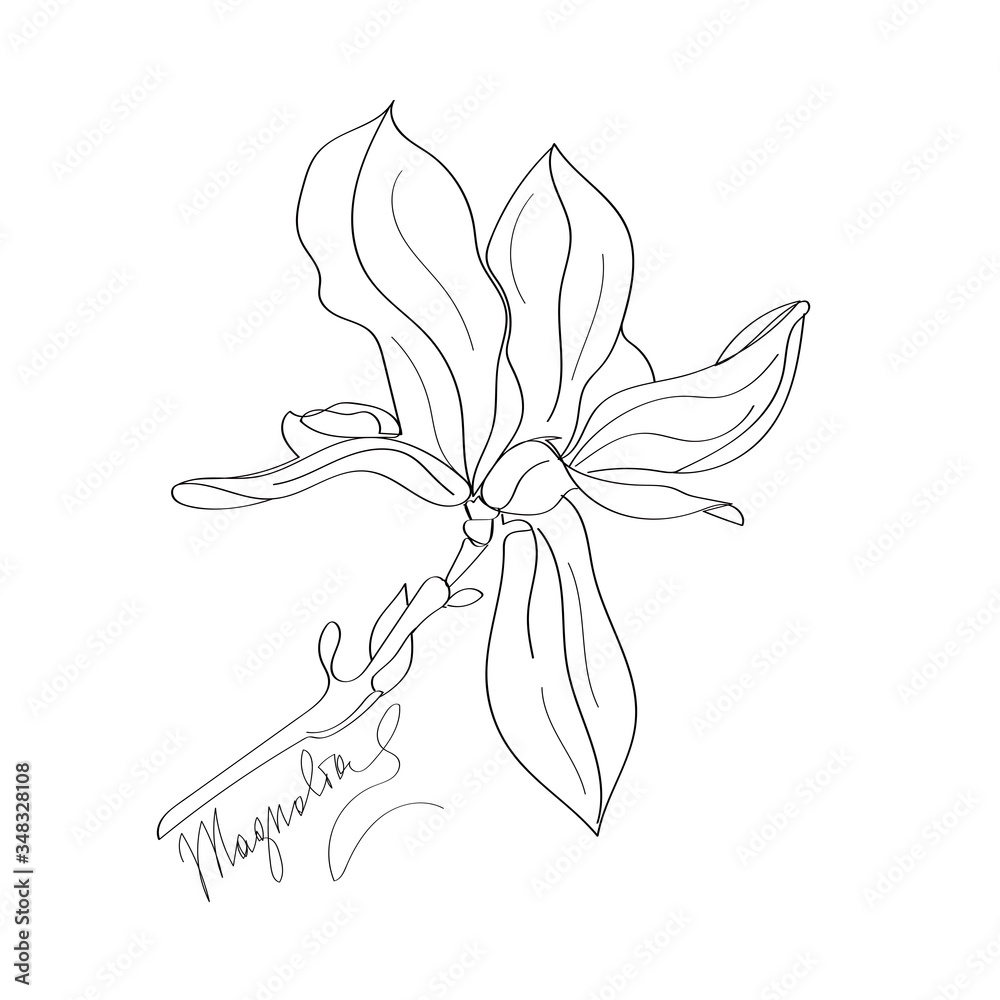 Obraz premium Magnolia line art, Aromatherapy inspiration