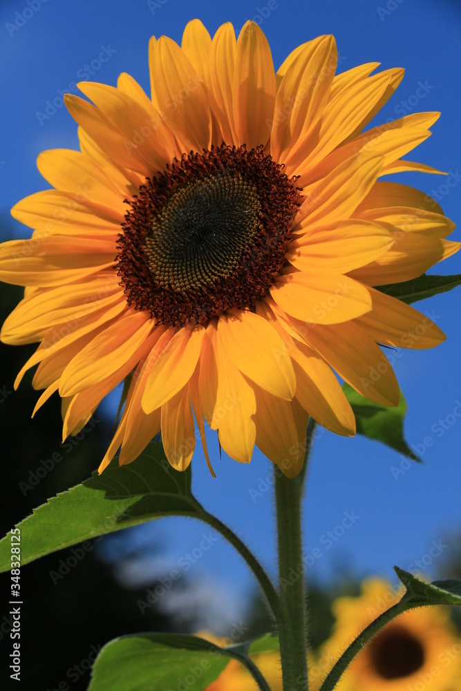 Obraz premium Sonnenblumen
