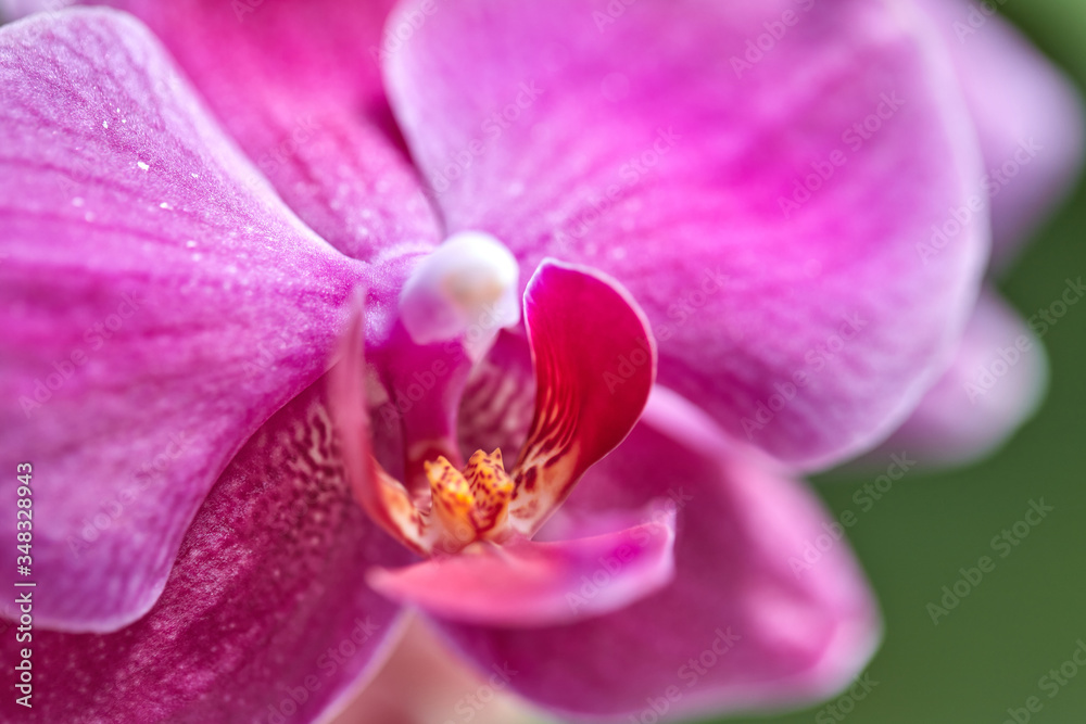 Obraz premium Home flower, Beautiful violet phalaenopsis orchid, close up