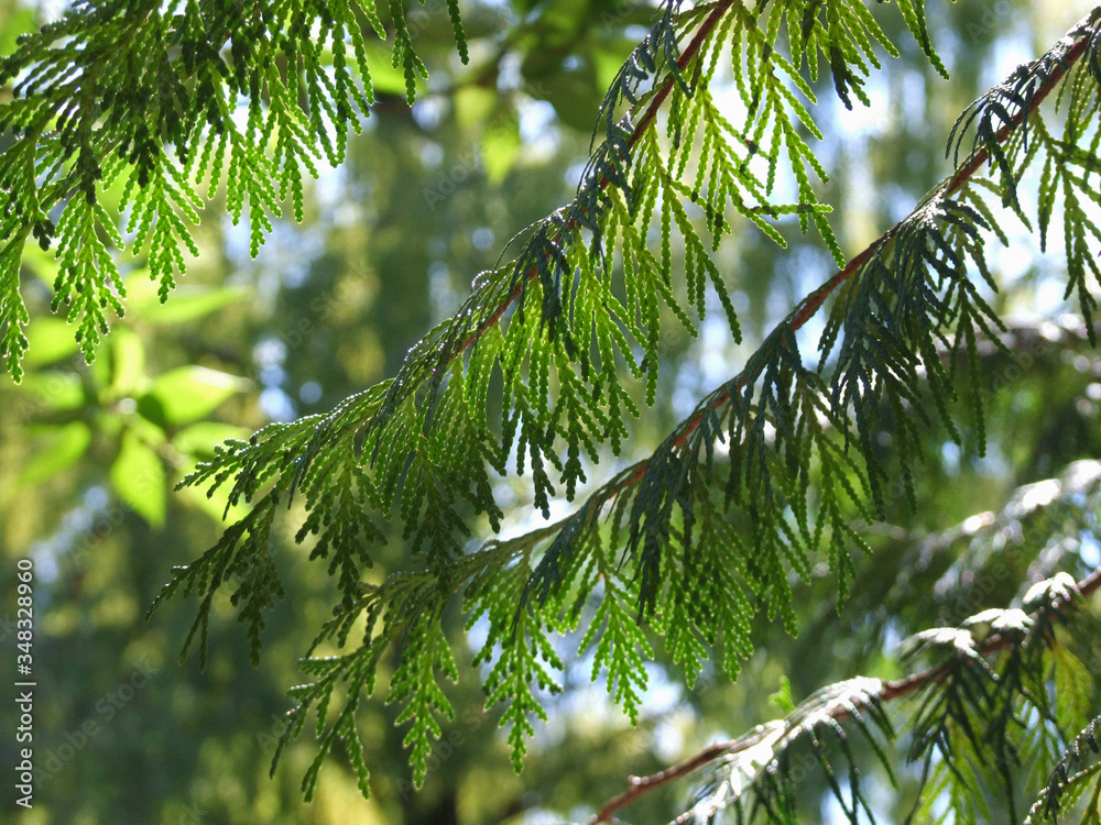 Forest sketches: green semi-shaded branches of thuja tree in front of the blurred foliage background; imitation of a picture with textured surface