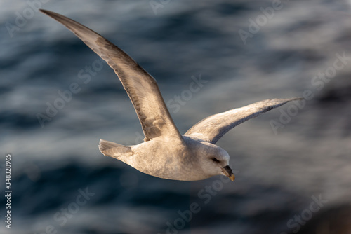 Quadro em tela Northern Fulmar flying above Arctic sea on Svalbard.